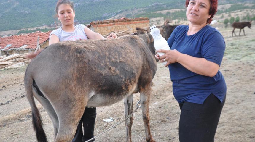 Kanser hastası eşine i&ccedil;irdiği eşek s&uuml;t&uuml; i&ccedil;in &ccedil;iftlik kurdu