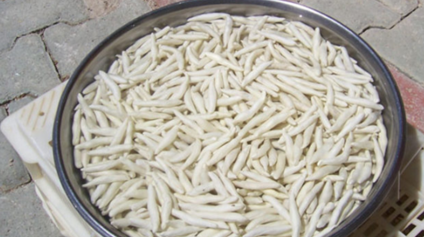 Kenger sakızı çiğnedikçe iyileştiriyor