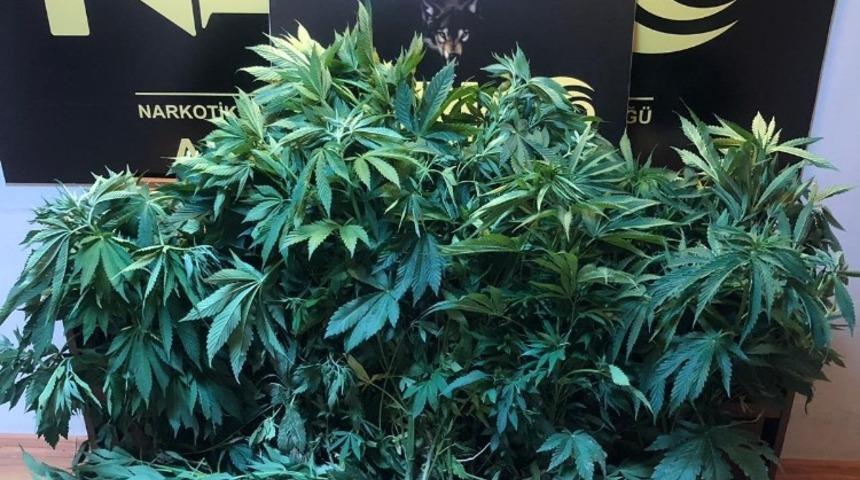 115 k&ouml;k Hint keneviri ele ge&ccedil;irildi