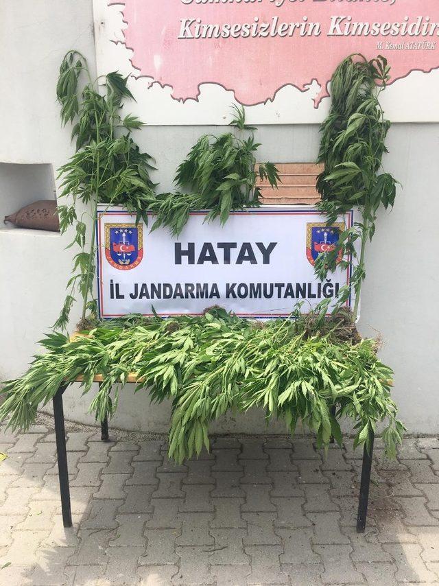 Hatay’da Hint keneviri operasyonu