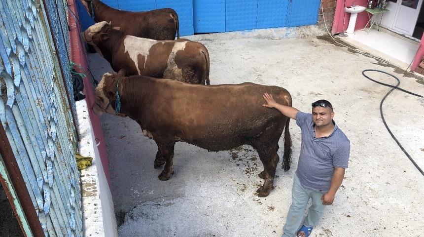 3 tonluk kurbanlık boğa araba fiyatına satışta
