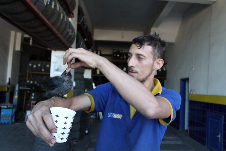 Tosyalı esnaf yaralı kargayı elleriyle besliyor G1