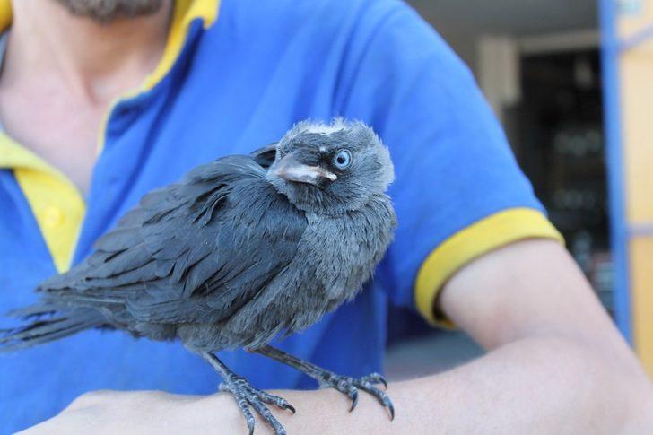 Tosyalı esnaf yaralı kargayı elleriyle besliyor G2