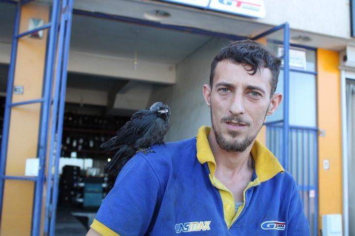 Tosyalı esnaf yaralı kargayı elleriyle besliyor G3