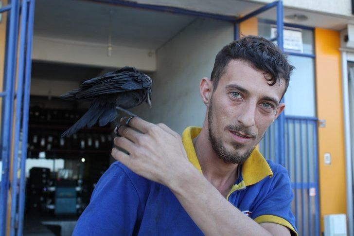 Tosyalı esnaf yaralı kargayı elleriyle besliyor G4