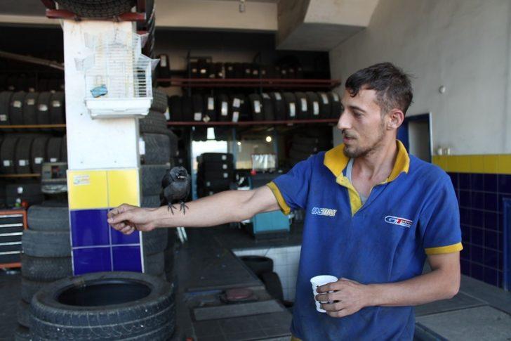 Tosyalı esnaf yaralı kargayı elleriyle besliyor G5