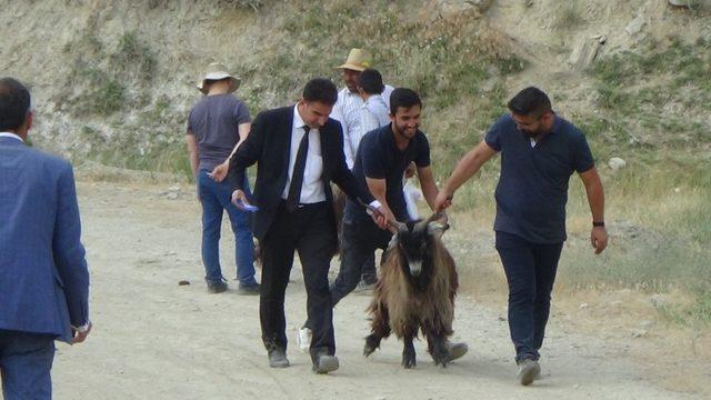 Hakkari’de 987 küçük baş hayvan dağıtıldı