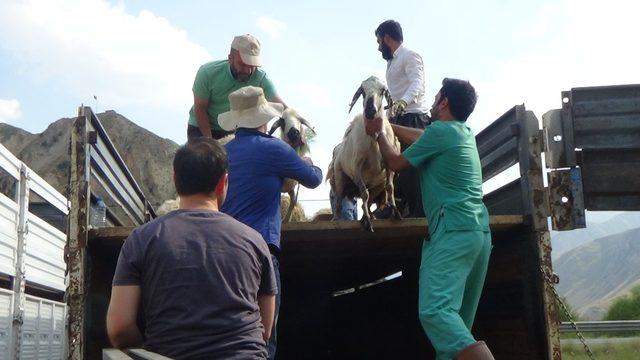 Hakkari’de 987 küçük baş hayvan dağıtıldı