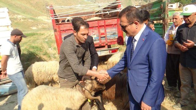 Hakkari’de 987 küçük baş hayvan dağıtıldı