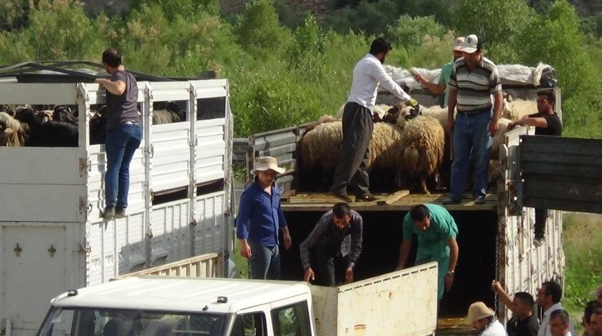 Hakkari’de 987 küçük baş hayvan dağıtıldı
