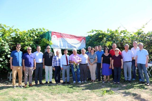 Arılar kivi polinasyonunda kullanılacak