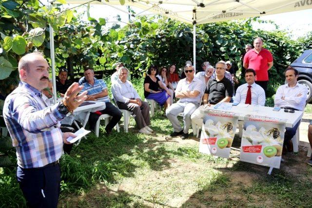 Arılar kivi polinasyonunda kullanılacak