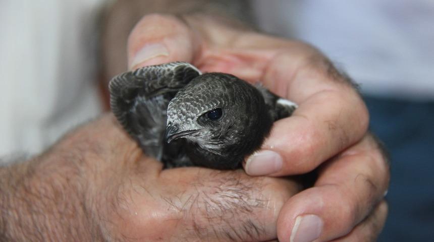 Yavru &lsquo;Ebabil Kuşu&rsquo; tedavi altına alındı