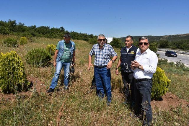 İnönü Bal Ormanı çalışmaları tüm hızıyla devam ediyor