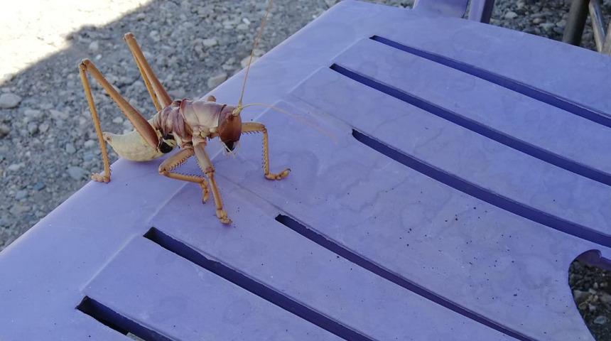 Dev çekirge Adıyaman’da görüldü