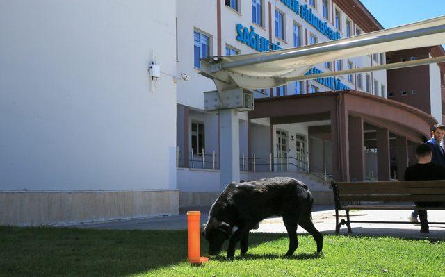 Sokak hayvanları için tasarlanan ‘dostluk aparatı’ yaygınlaştırılıyor