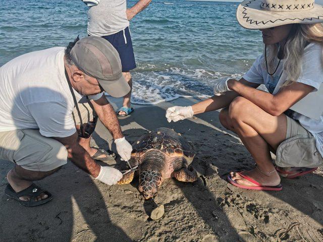 Kuşadası Körfezi'nde telef olan bir yunus karaya vurdu