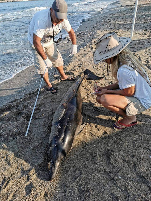 Kuşadası Körfezi'nde telef olan bir yunus karaya vurdu