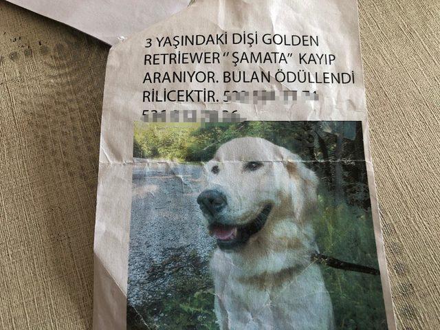 Çalınan köpeğinin Amerika'ya götürüldüğünü öne sürdü