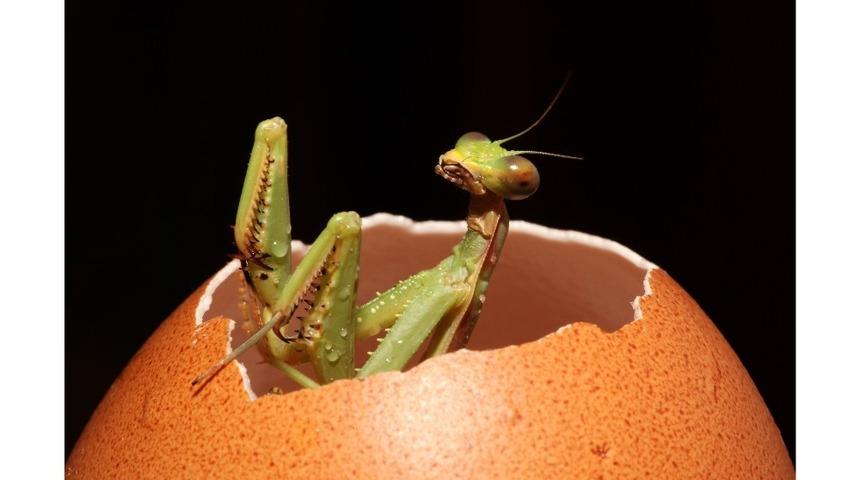 Dr. Tuğrul Tunca’dan Minik Dostlar Makro Fotoğraf Sergisi