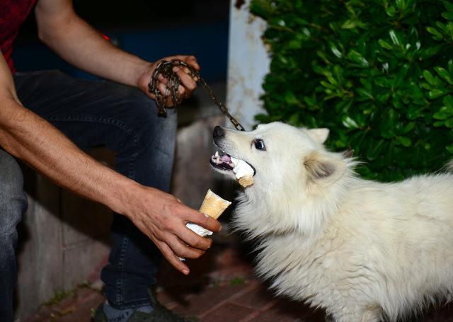 'Ayaz' köpek dondurma seviyor