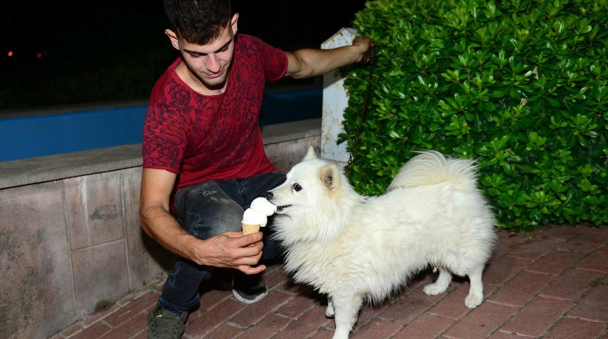 'Ayaz' k&ouml;pek dondurma seviyor