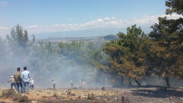 Burhaniye’de orman yangını