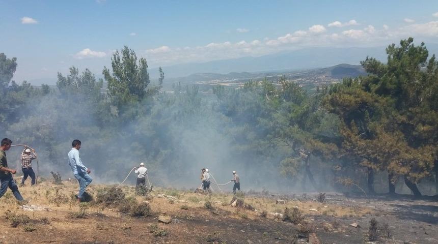 Burhaniye’de orman yangını
