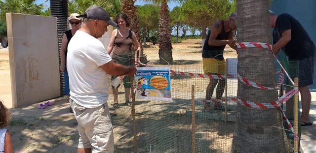 Caretta carettalar 3 yıl sonra yeniden Didim sahilinde