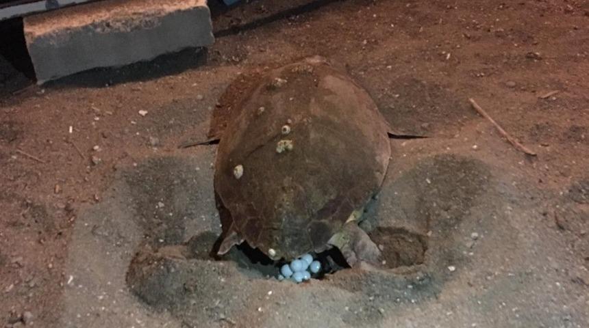 Caretta carettalar 3 yıl sonra yeniden Didim sahilinde