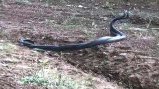 Mersin'de yılanların çiftleşme dansı görenleri şaşırttı