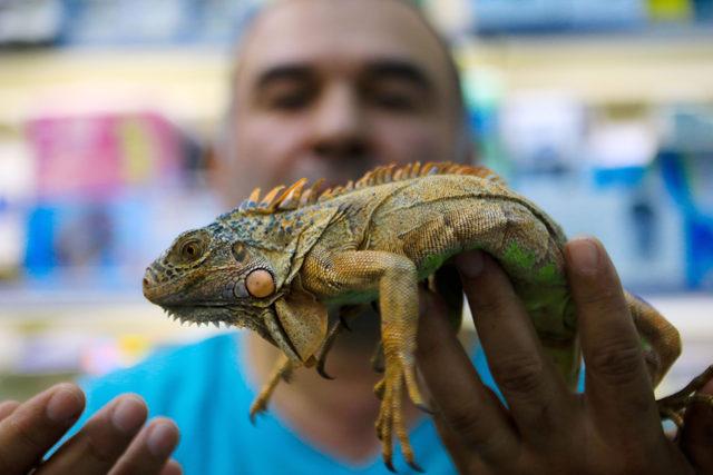 Gençlerin iguana ilgisi