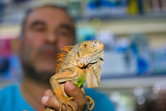 Gençlerin iguana ilgisi