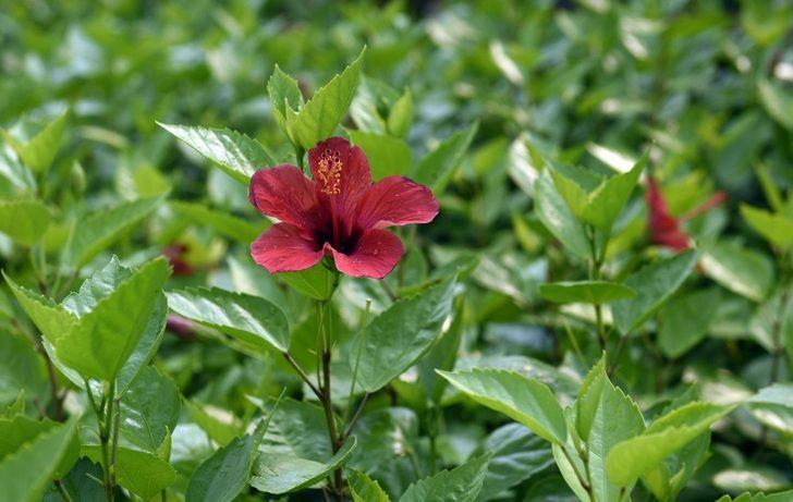 Kepez’de yeşil seferberliği G4