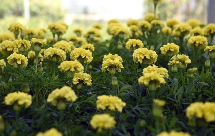 Kepez’de yeşil seferberliği G5