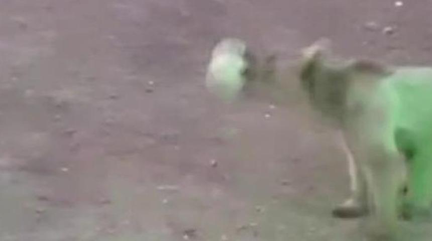 Kars'ta şantiyeye inen ayı futbol topu ile oynadı