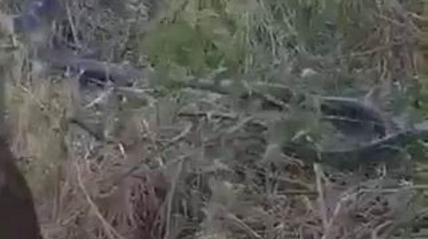 Diyarbakır&rsquo;da yılanların dansını &ccedil;ift&ccedil;iler g&ouml;r&uuml;nt&uuml;ledi