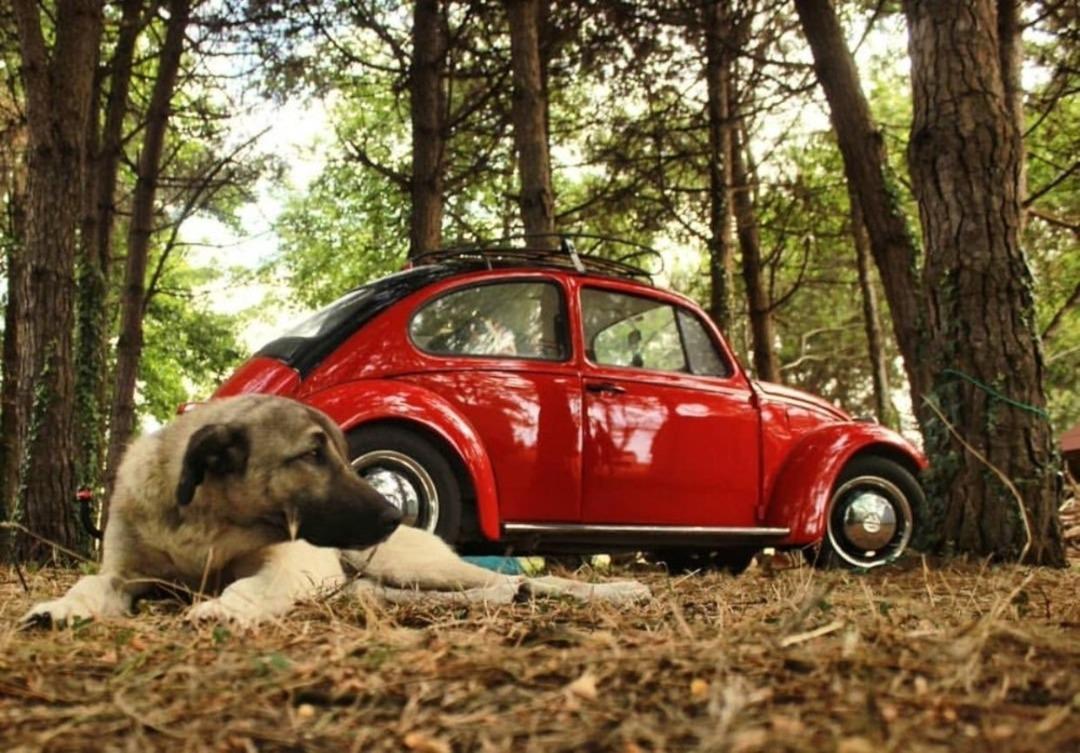 Vosvos Festivali başlıyor