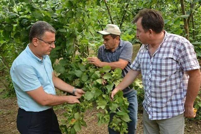 Ordu’da fındık rekolte tahmini çalışmaları başladı