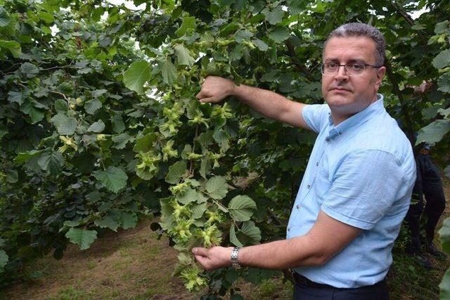 Ordu’da fındık rekolte tahmini çalışmaları başladı