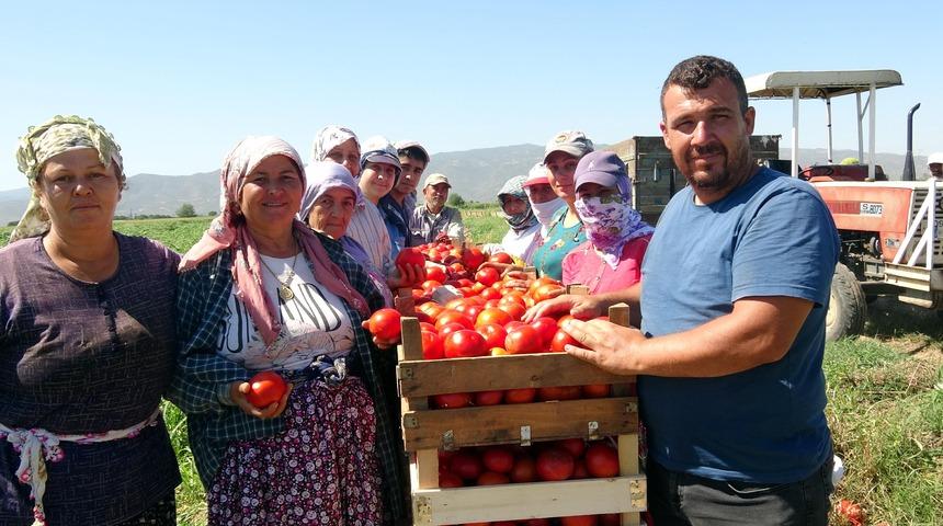 Domates üreticileri, fiyattan dertli
