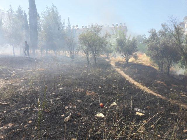 Ot yangını meyve ağaçlarına sıçradı