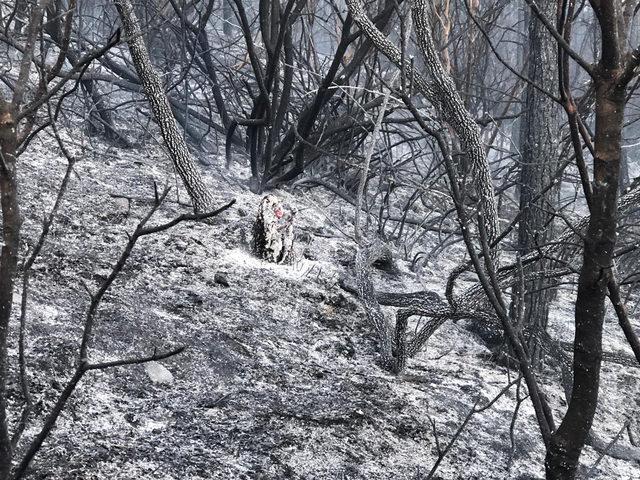 Osmaniye'de orman yangını (2)