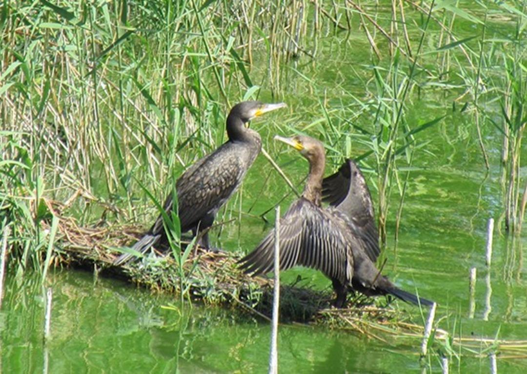 Yenipazar Aşağı Dip G&ouml;l&uuml;, ziyaret&ccedil;ilerini bekliyor