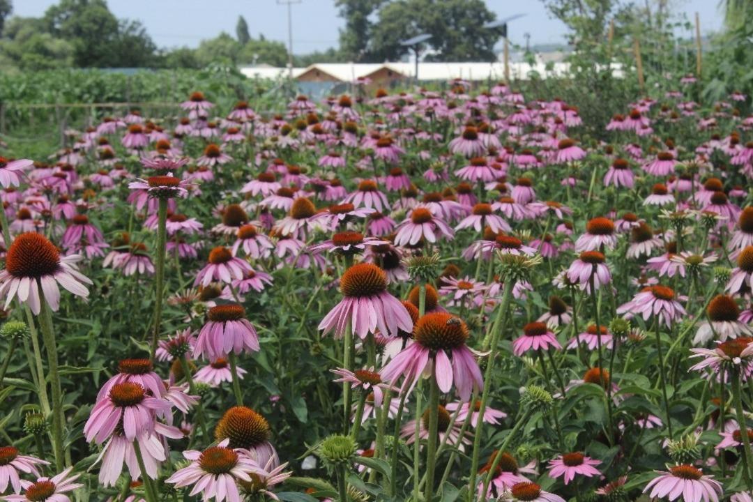 (&Ouml;zel) Ana vatanı Kuzey Amerika olan ekinezyayı Bursa&rsquo;da ekip hasadını yaptılar