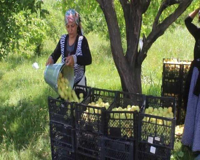 Iğdır’da sarı altın hasadı başladı