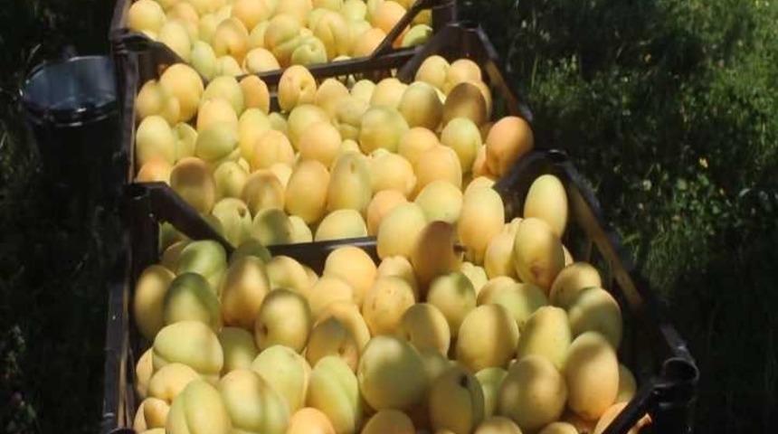 Iğdır’da sarı altın hasadı başladı