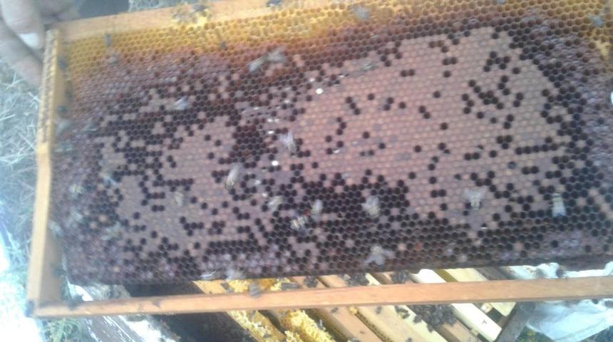 Arılar aşırı sıcaktan &ccedil;atladı