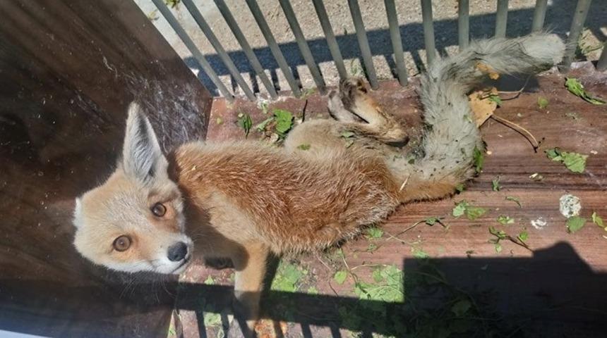 Yaralı yavru Tilki tedavi altına alındı