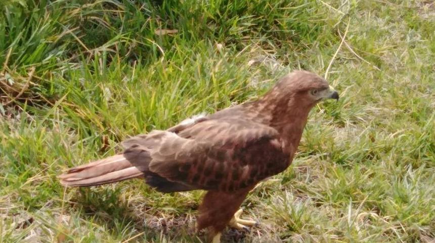 Havaların ısınmasıyla Erzincan&rsquo;da yılanlar sık g&ouml;r&uuml;lmeye başlandı